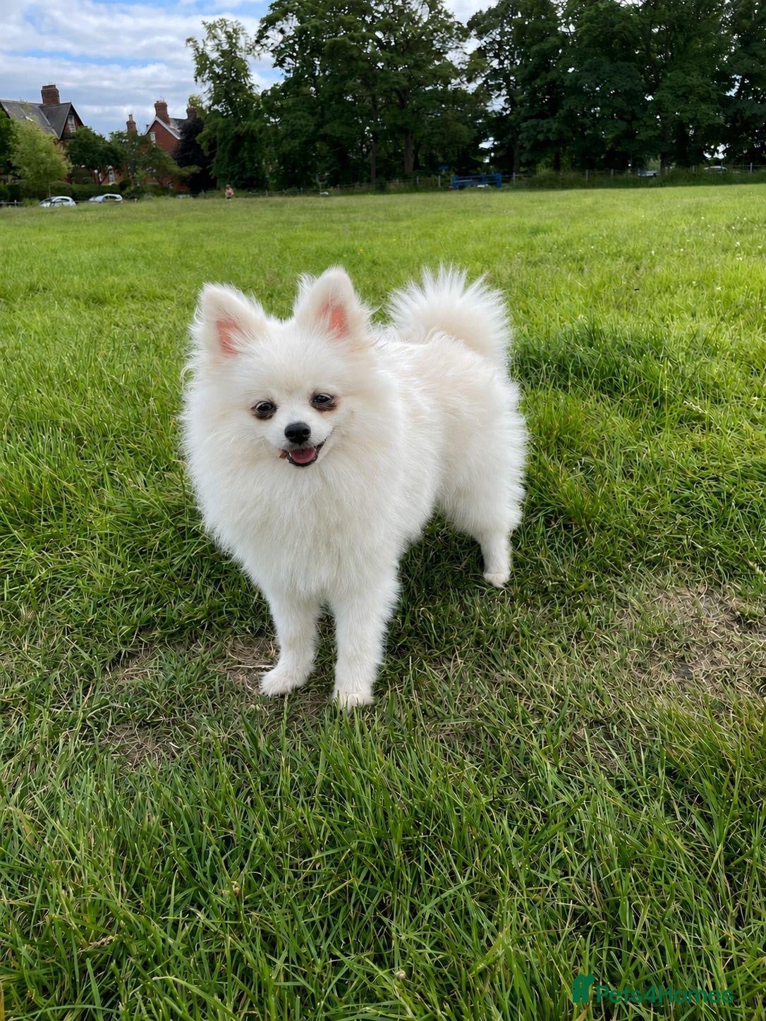Pomchi dogs Beautiful little Kc registered white male - Advert 1