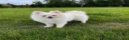 Pomchi dogs for sale: Beautiful little Kc registered white male in London - Advert 1