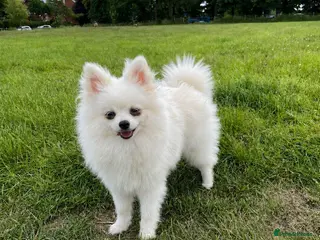 Pomchi dogs Beautiful little Kc registered white male - Advert 2