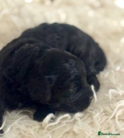 Cavapoo dogs - Advert 2