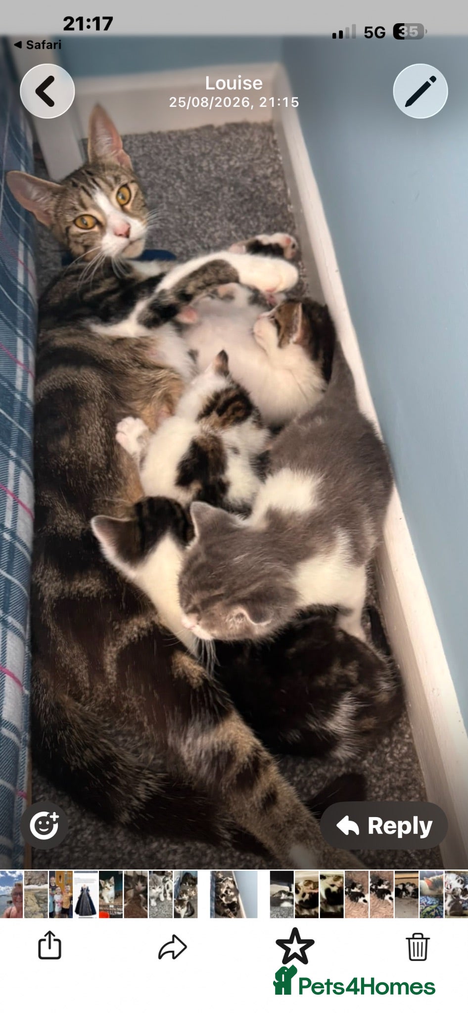 Mixed Breed cats Marmalade & marmaduke male kitten - Advert 13