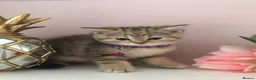 British Shorthair cats for sale: British shorthair kittens  in Rainham - Advert 3
