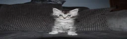 Maine Coon cats for sale: beautiful Maine coon kittens (2 poly) - Advert 15