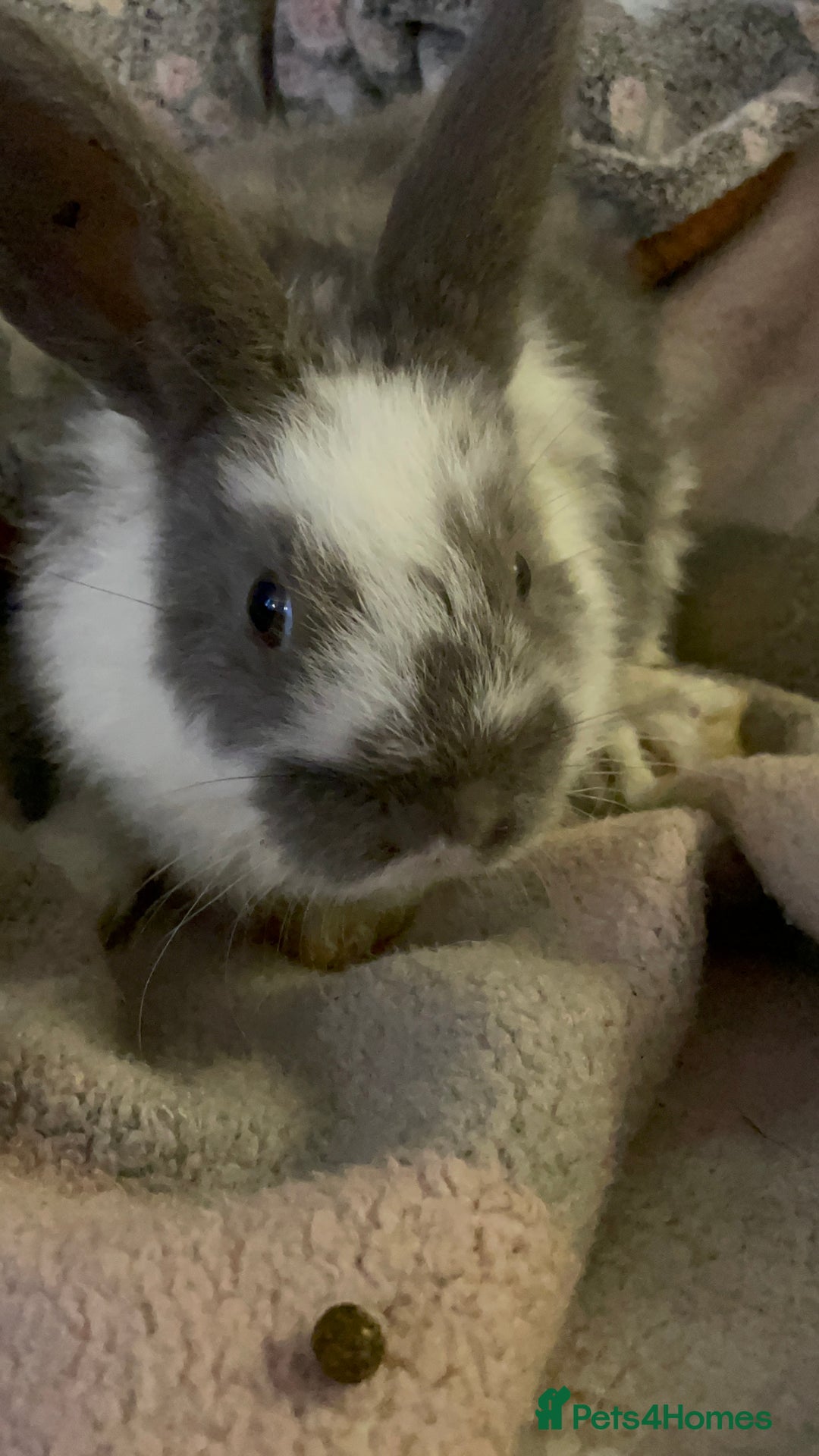 Lionhead rabbits for sale: bunnies - Advert 25