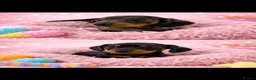 Miniature Dachshund dogs for sale: Miniature dachshund puppies 🐶 READY NOW - Advert 9