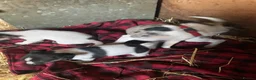 Jack Russell dogs for sale: Stunning jack russel X chihuahua girls - Advert 6