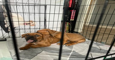 Mixed Breed dogs - Advert 6