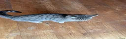 Mixed Breed cats for sale: Female Cat For Sale in New Malden - Advert 7
