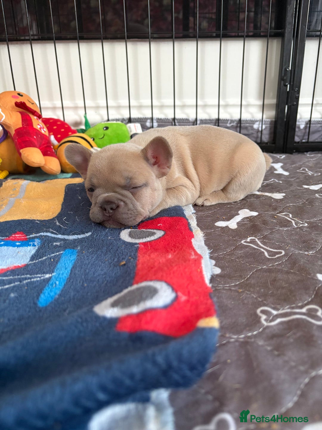 French Bulldog dogs for sale: French Bulldog Pups - Advert 2