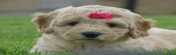 Cockapoo dogs for sale: Stunning Cockapoo Puppies  - Advert 12