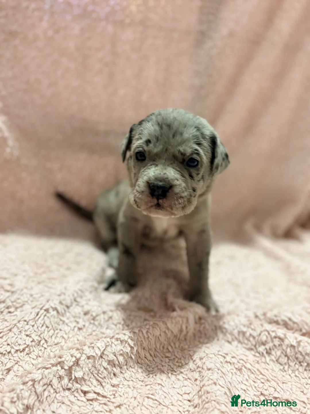 Cane Corso dogs for sale: 🏆 CHAMPION CANE CORSO PUPS 🏆/KC REGISTERED MERLE - Advert 11