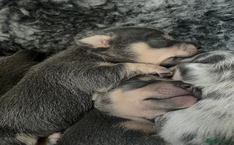 Jack Russell dogs - Advert 1