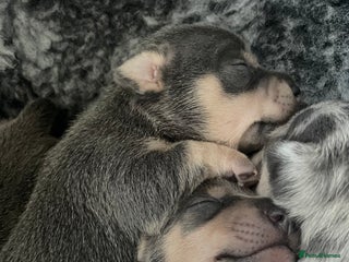 Jack Russell dogs - Advert 29