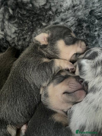 Jack Russell dogs - Advert 3