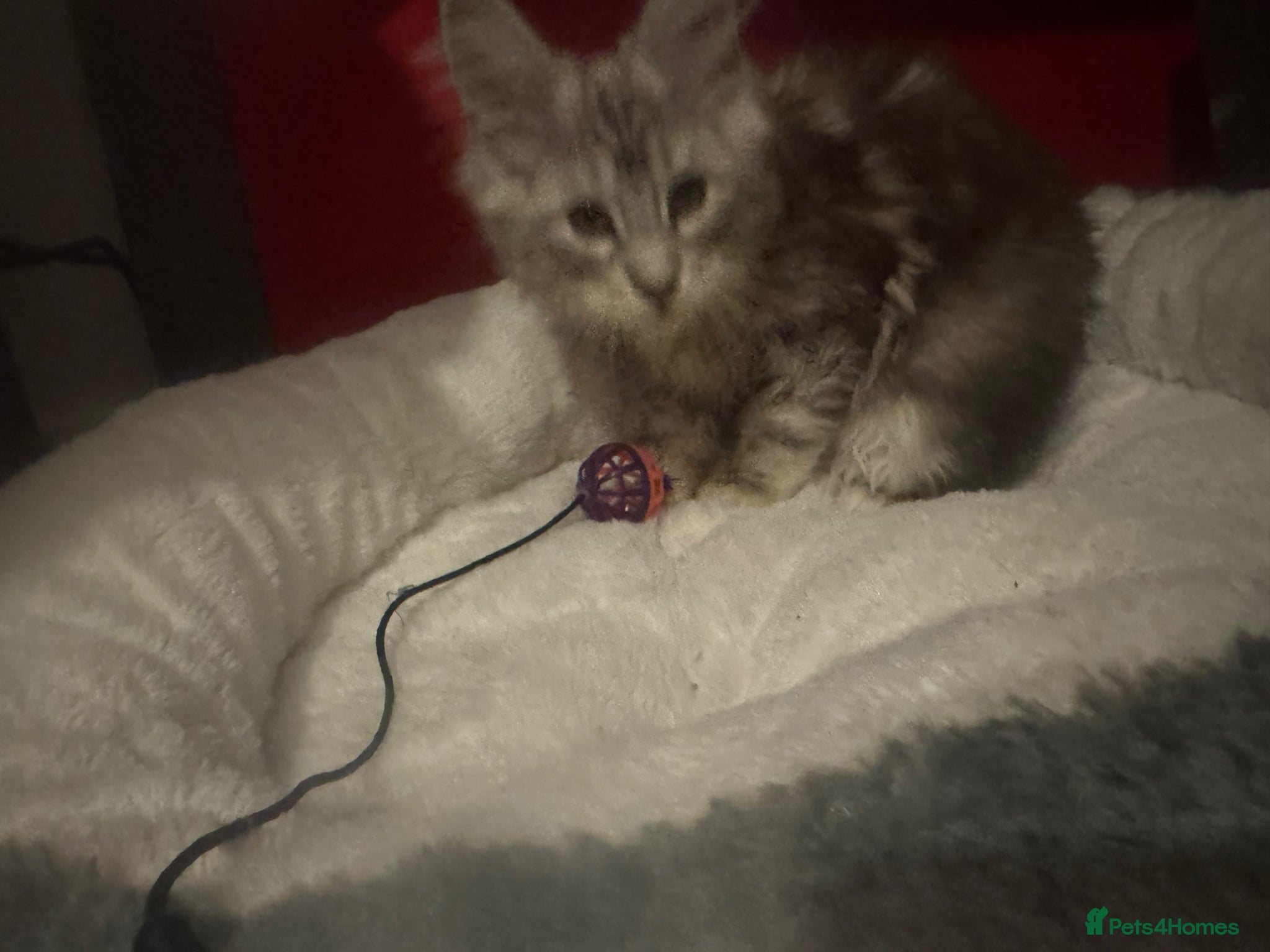 Maine Coon cats Female mainecoon - Advert 1