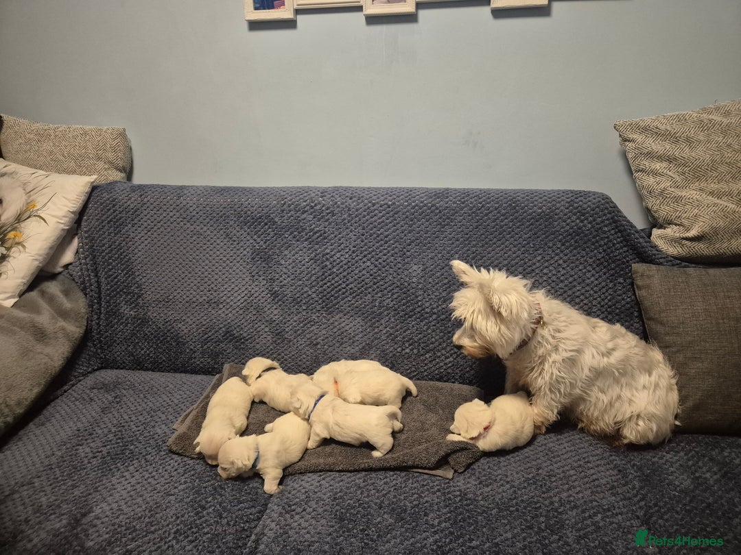 West Highland Terrier dogs for sale: Westhighland Terrier - Advert 10