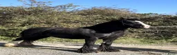 Irish Cob horses for sale: Heavy 14.1hh cob mare  - Advert 3