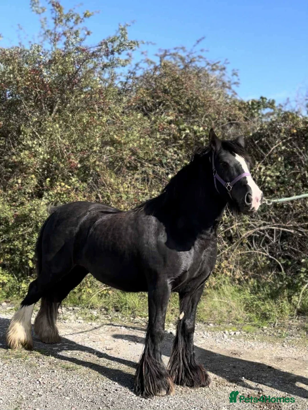 Irish Cob horses for sale: Heavy 14.1hh cob mare  - Advert 3
