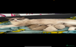 Ragdoll cats for sale: Last little girl available  - Image 6