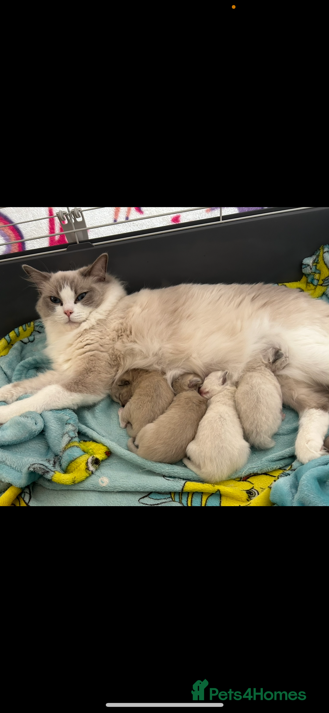 Ragdoll cats for sale: Last little girl available  - Image 6