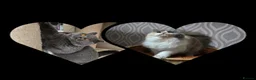 British Shorthair cats for sale: Blue tortie and white British Shorthair - Advert 4