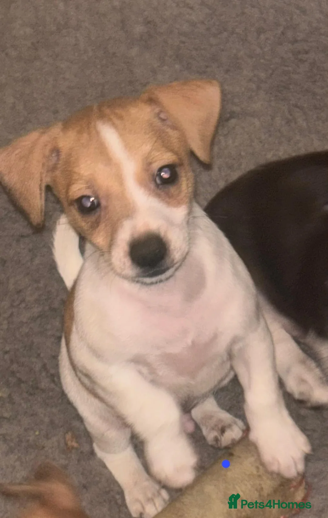 Jack Russell dogs for sale: Jack Russel pups  - Advert 16