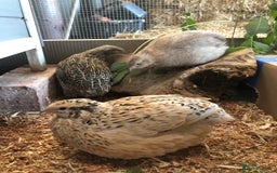 Quail poultry for sale: Jumbo & Celadon (blue egg) Coturnix Quail & eggs - Image 14