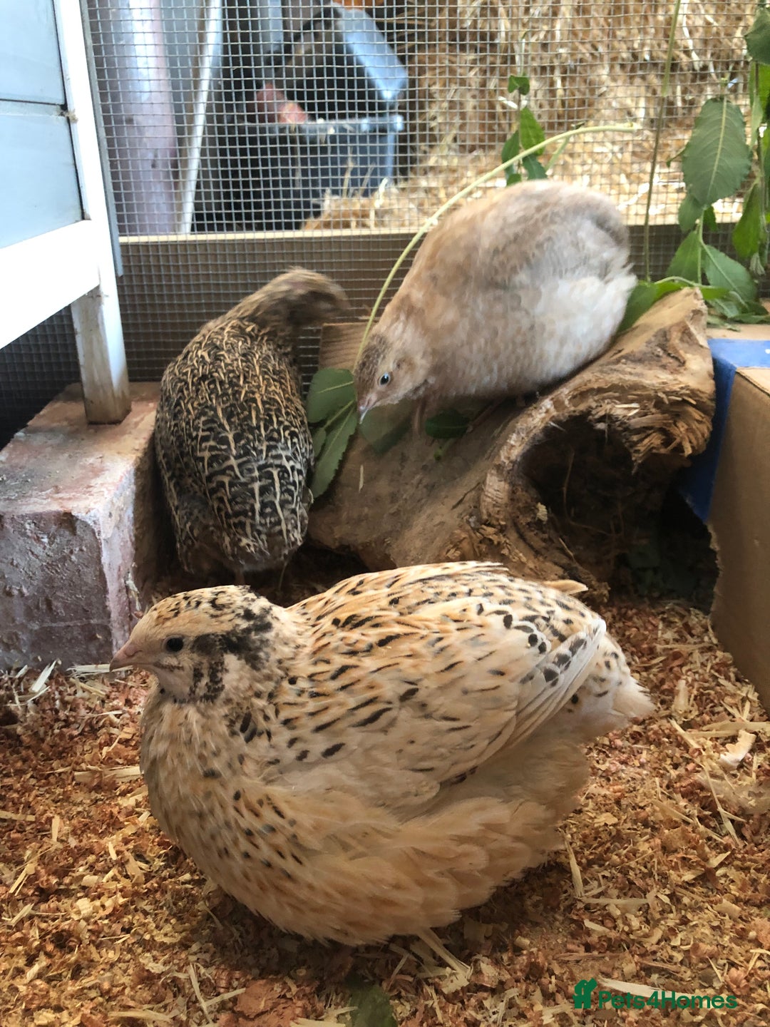 Quail poultry for sale: Jumbo & Celadon (blue egg) Coturnix Quail & eggs - Image 14
