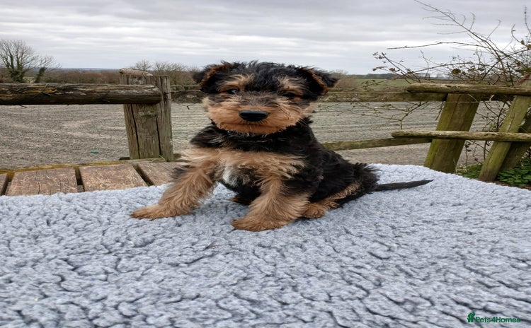 Airedale Terrier dogs - Advert 1