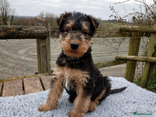 Airedale Terrier dogs - Advert 3