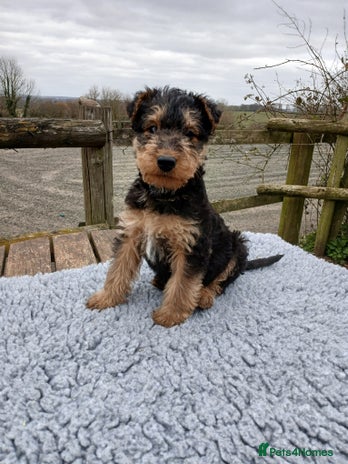 Airedale Terrier dogs - Advert 3