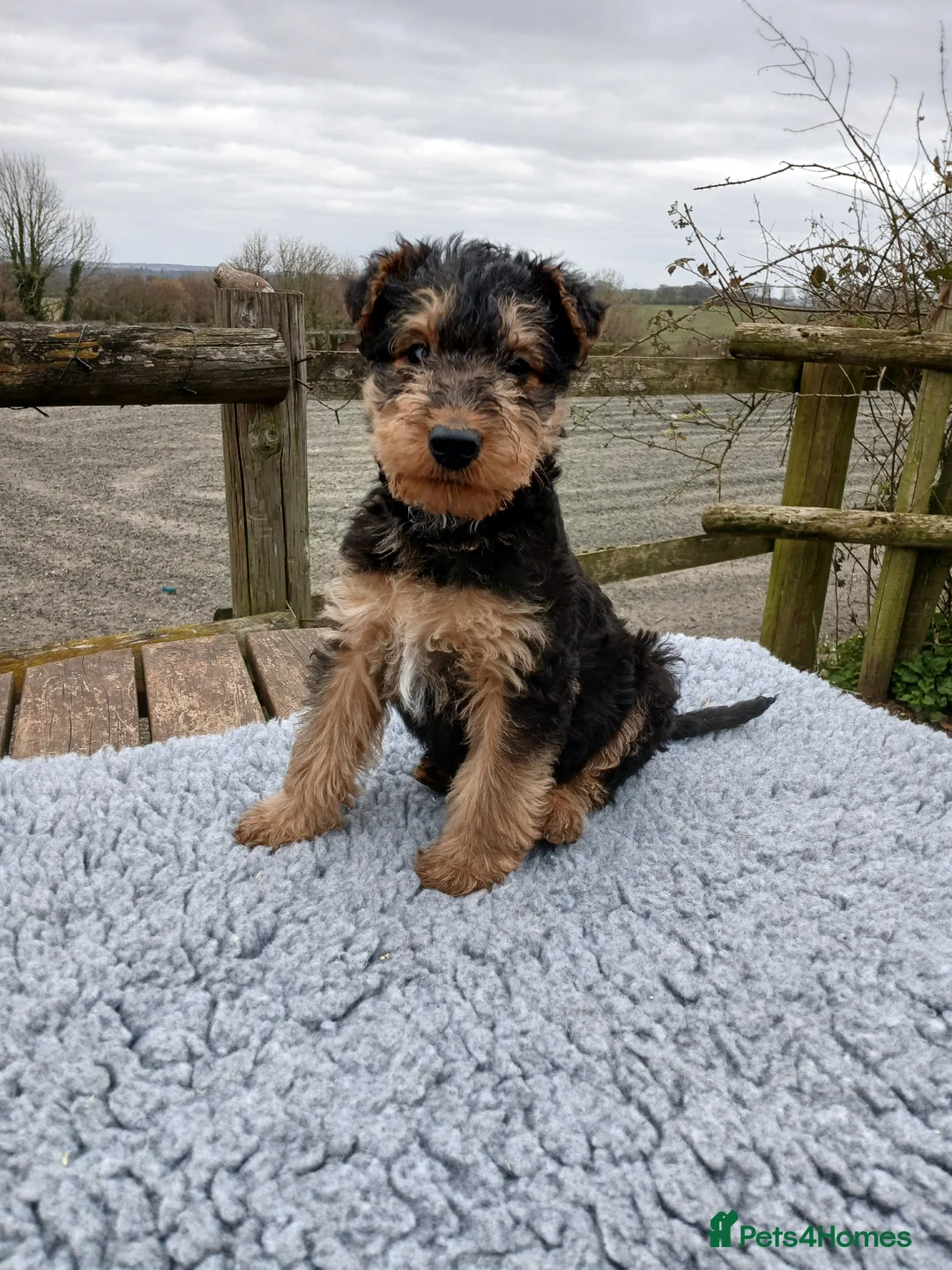 Airedale Terrier dogs for sale: Beautiful Airedale pups - Advert 1