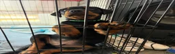 Rottweiler dogs for stud: Top paper Rottweiler stud  - Advert 3