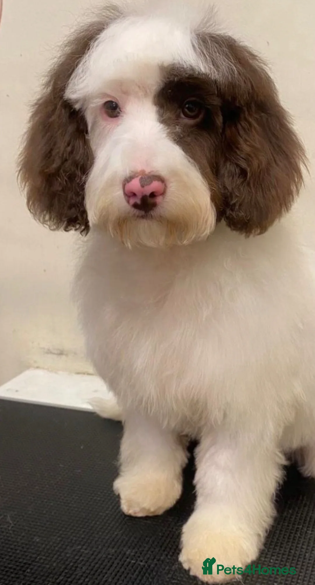 Cavapoo dogs for sale: F1B male Cavapoo  in Battle - Advert 1