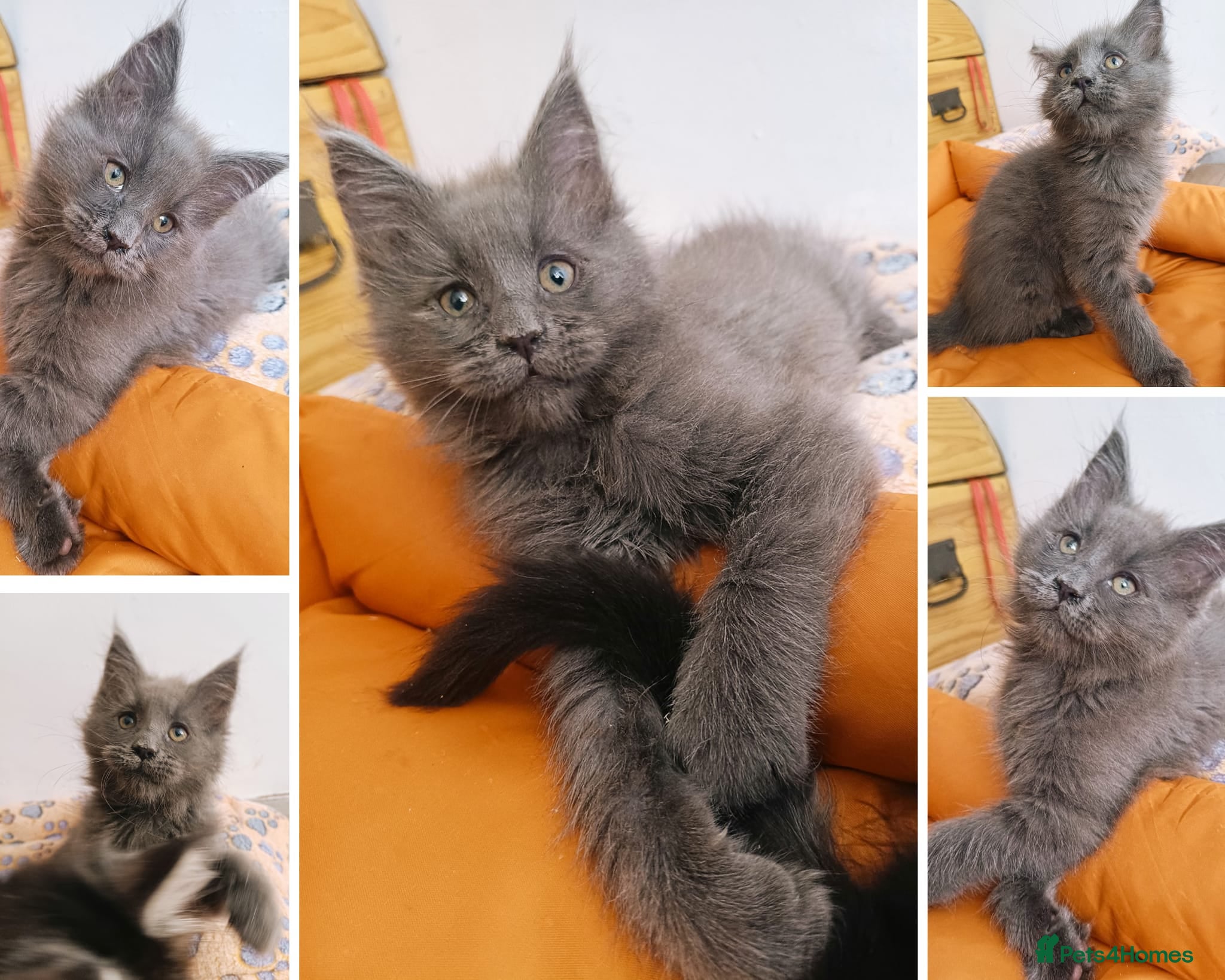 Maine Coon cats 1 girl left - Maine coon kittens DNA + health test - Advert 2
