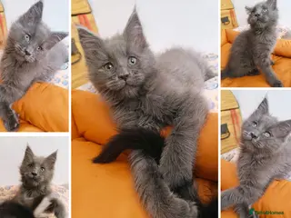 Maine Coon cats 1 girl left - Maine coon kittens DNA + health test - Advert 2