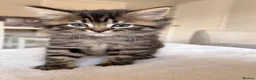 Mixed Breed cats for sale: half mainecoon half bengal kittens in Camberley - Advert 7