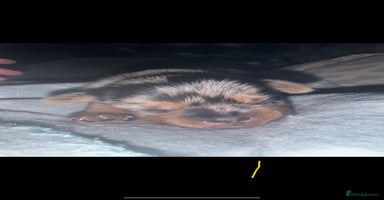 Mixed Breed dogs - Advert 6