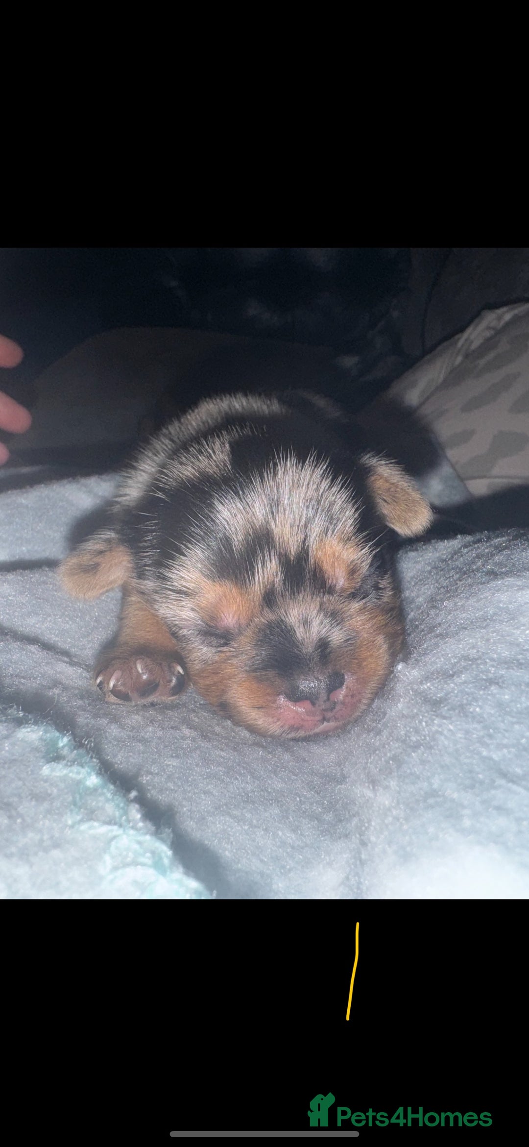 Mixed Breed dogs for sale: French yorkie (frorkie) puppies  - Image 2