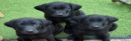 Labrador Retriever dogs for sale: Gorgeous Back & Yellow Pedigree Labradors  - Advert 1