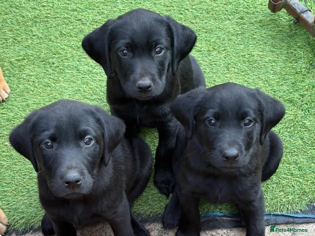 Labrador Retriever dogs for sale: Gorgeous Back & Yellow Pedigree Labradors  - Advert 1