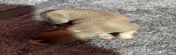 Whippet dogs for sale: Amazing whippet puppies  - Advert 32