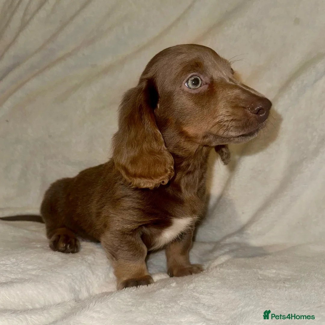 Miniature Dachshund dogs for sale: Miniature Dachshund Pups For Sale ❤️  - Advert 7