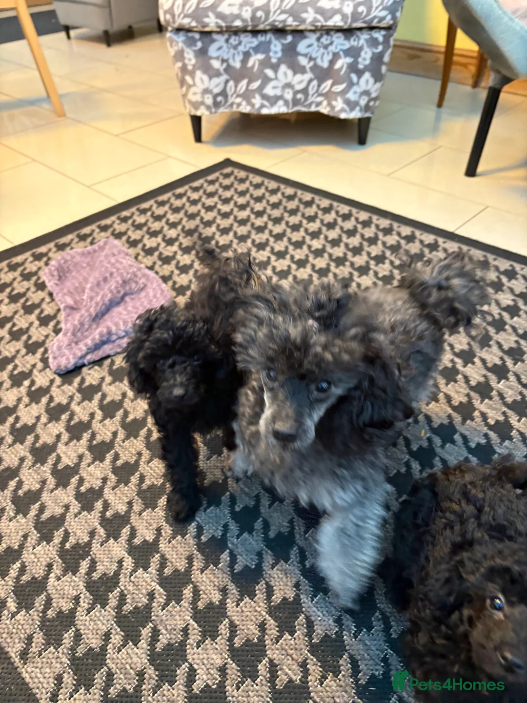 Toy Poodle dogs for sale: Toy poodle  - Advert 2