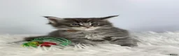 Maine Coon cats for sale: ✨7 Gorgeous Pure Breed Maine Coon Kittens✨ - Advert 30