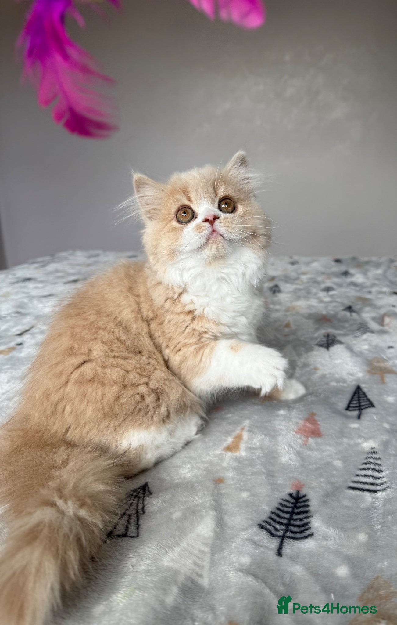 Scottish Fold cats Scottish Fold TICA registered - Advert 2