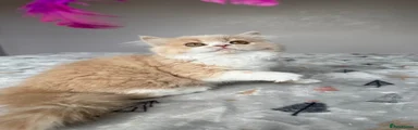 Scottish Straight Kitten KAMA