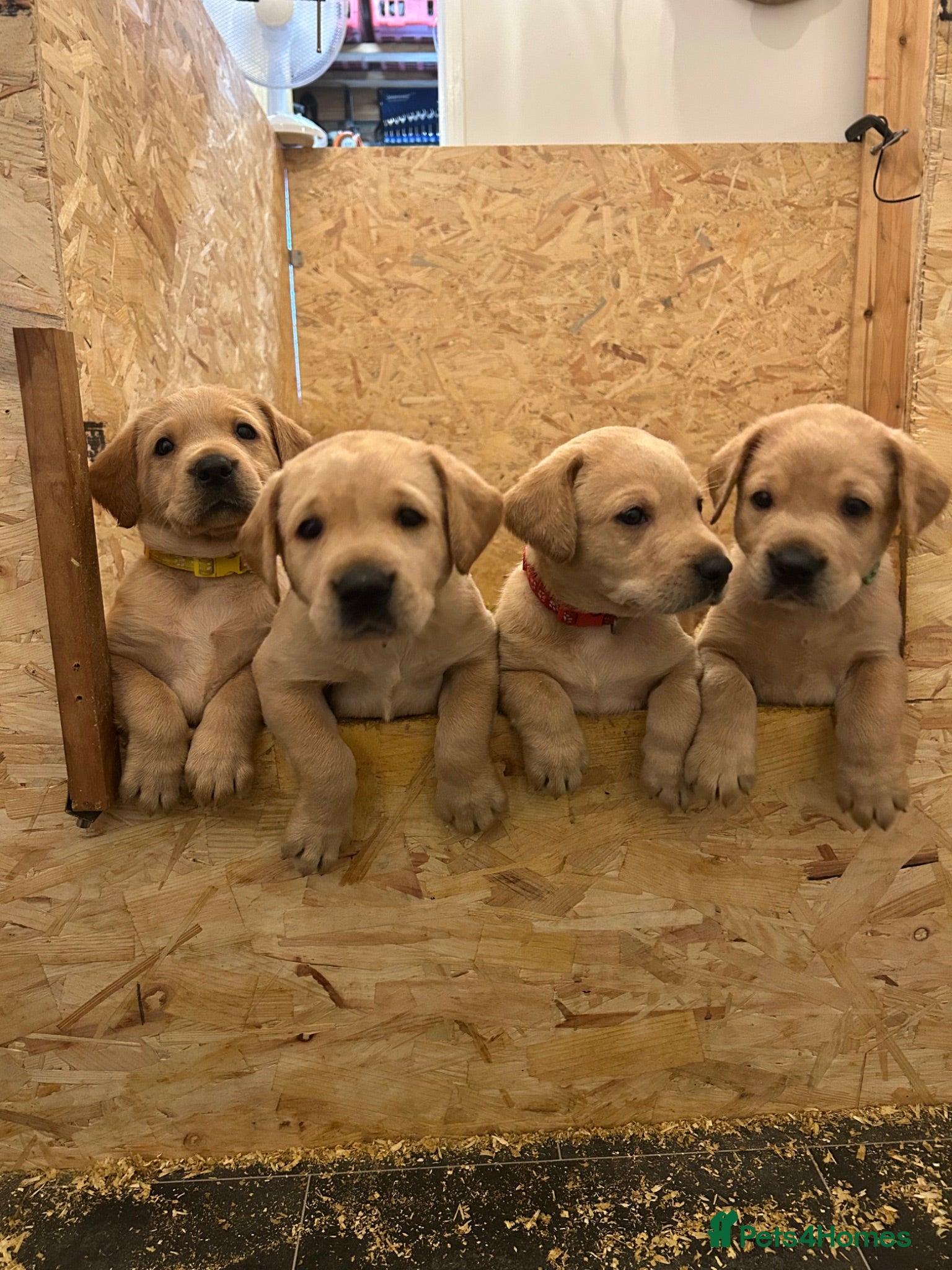 Labrador Retriever dogs  KC reg 12 lab puppies for sale  - Advert 9