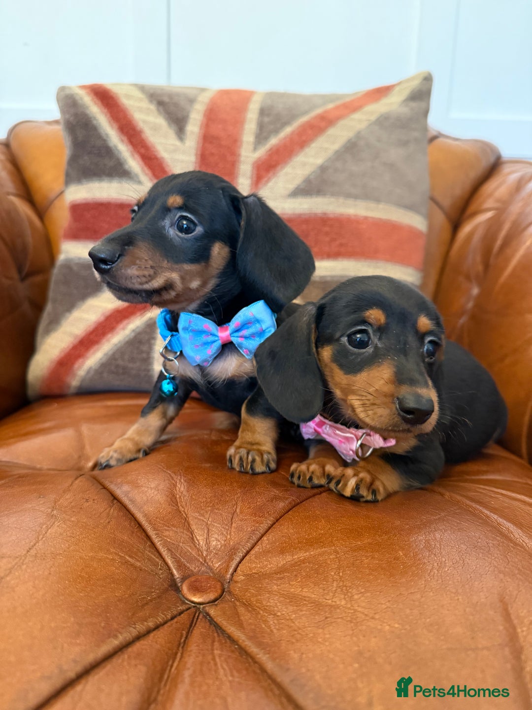 Miniature Dachshund dogs for sale: Beautiful Miniature Dachshunds 5 ⭐ License Breeder - Advert 8