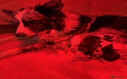 Border Collie dogs for sale: Stunning Border Collie Puppies - Image 14